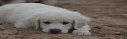 Golden Retriever honden te koop: Golden Retriever Pups met Stamboom. - Advertentie 15