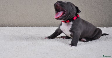 Kruising honden - Advertentie 11