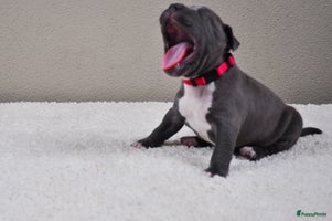 Kruising honden - Advertentie 1