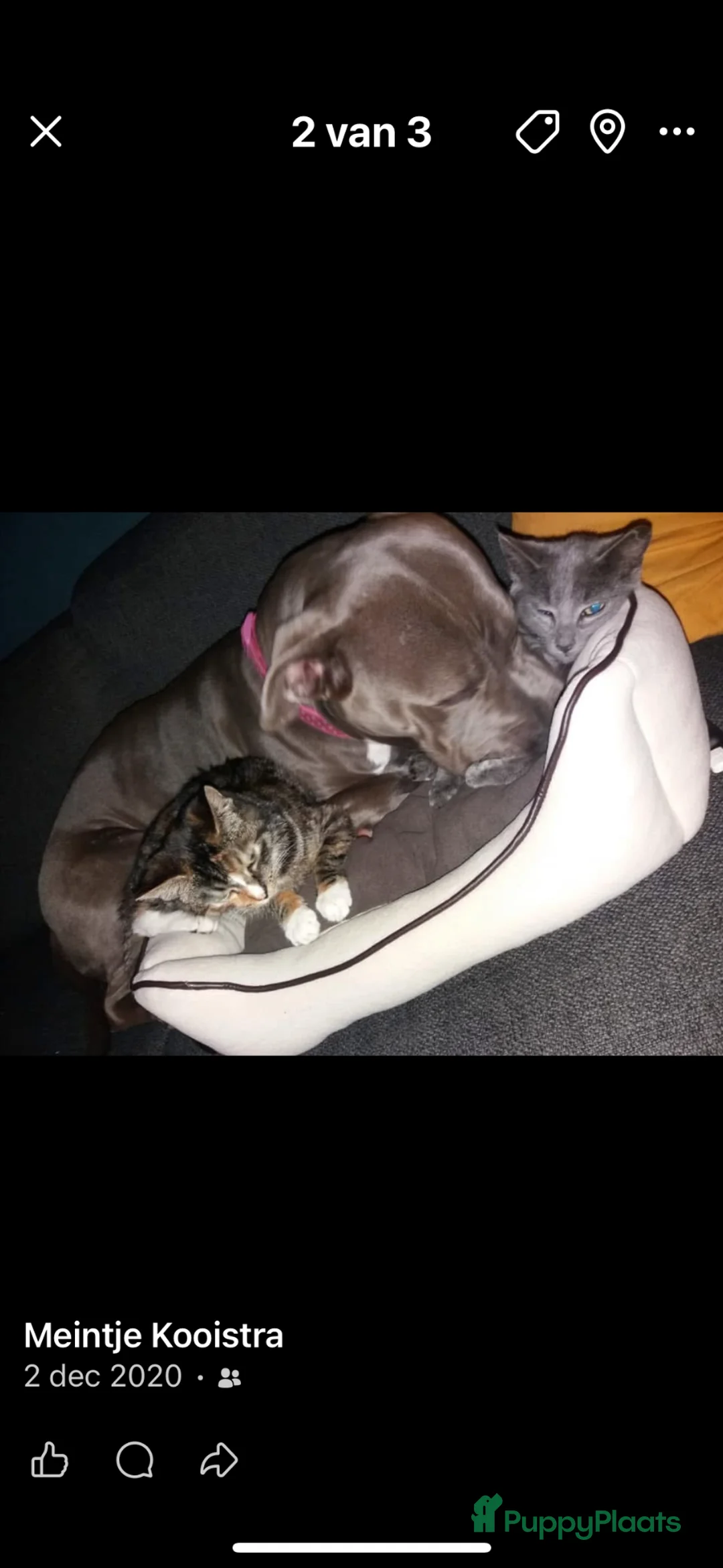 American Staffordshire Terriër honden te koop: American Stafford te koop - Advertentie 5