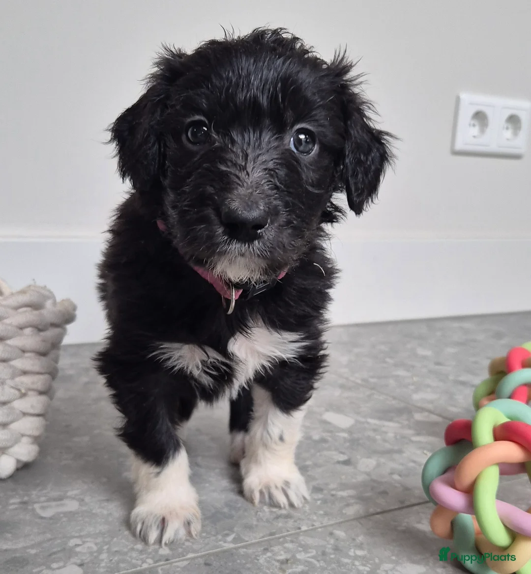 Kruising honden te koop: Bordoodle pups (F1) - nog 5 beschikbaar - Advertentie 9