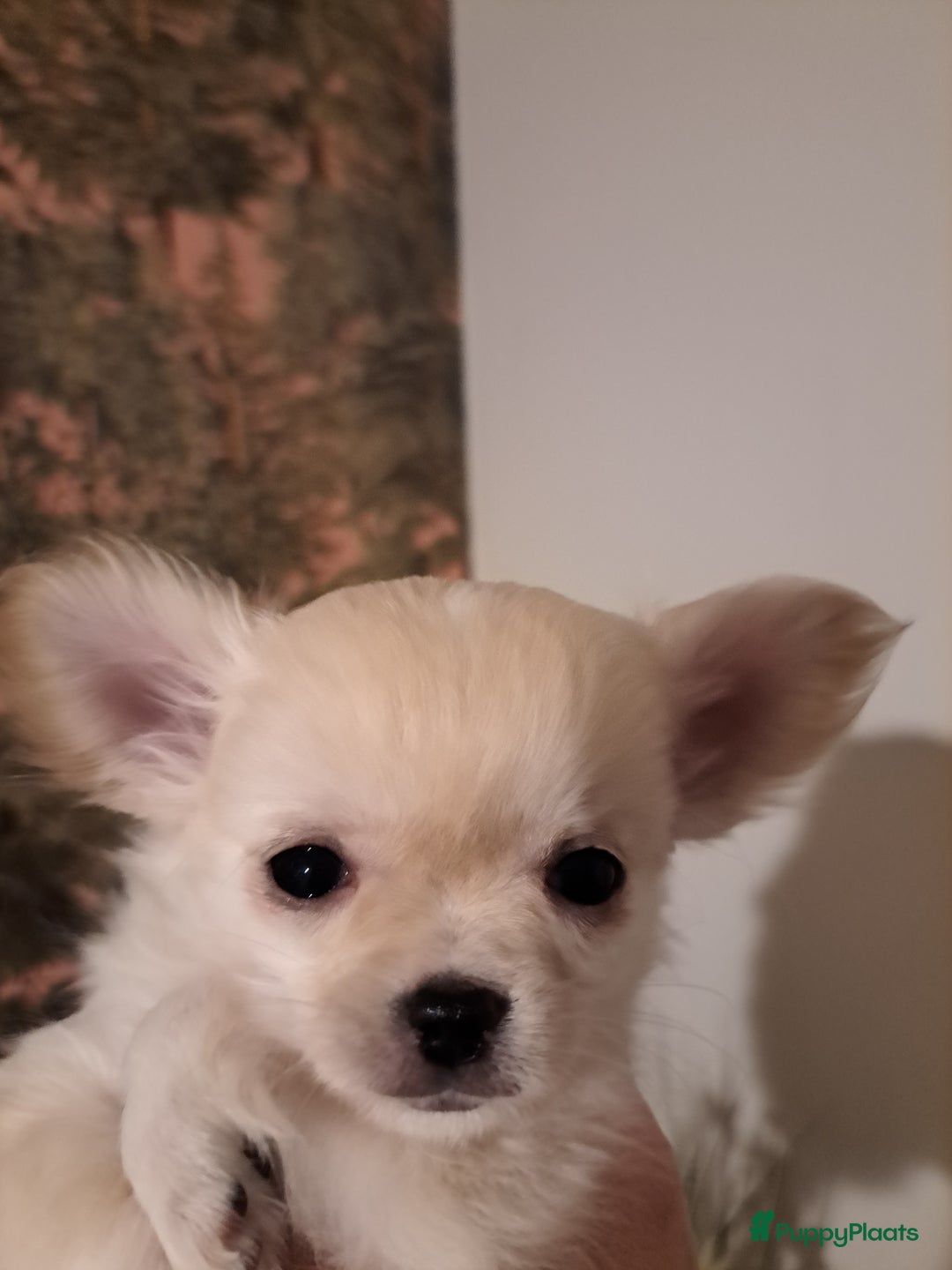 Chihuahua honden te koop: Mooi nestje chihuahua pups - Advertentie 7