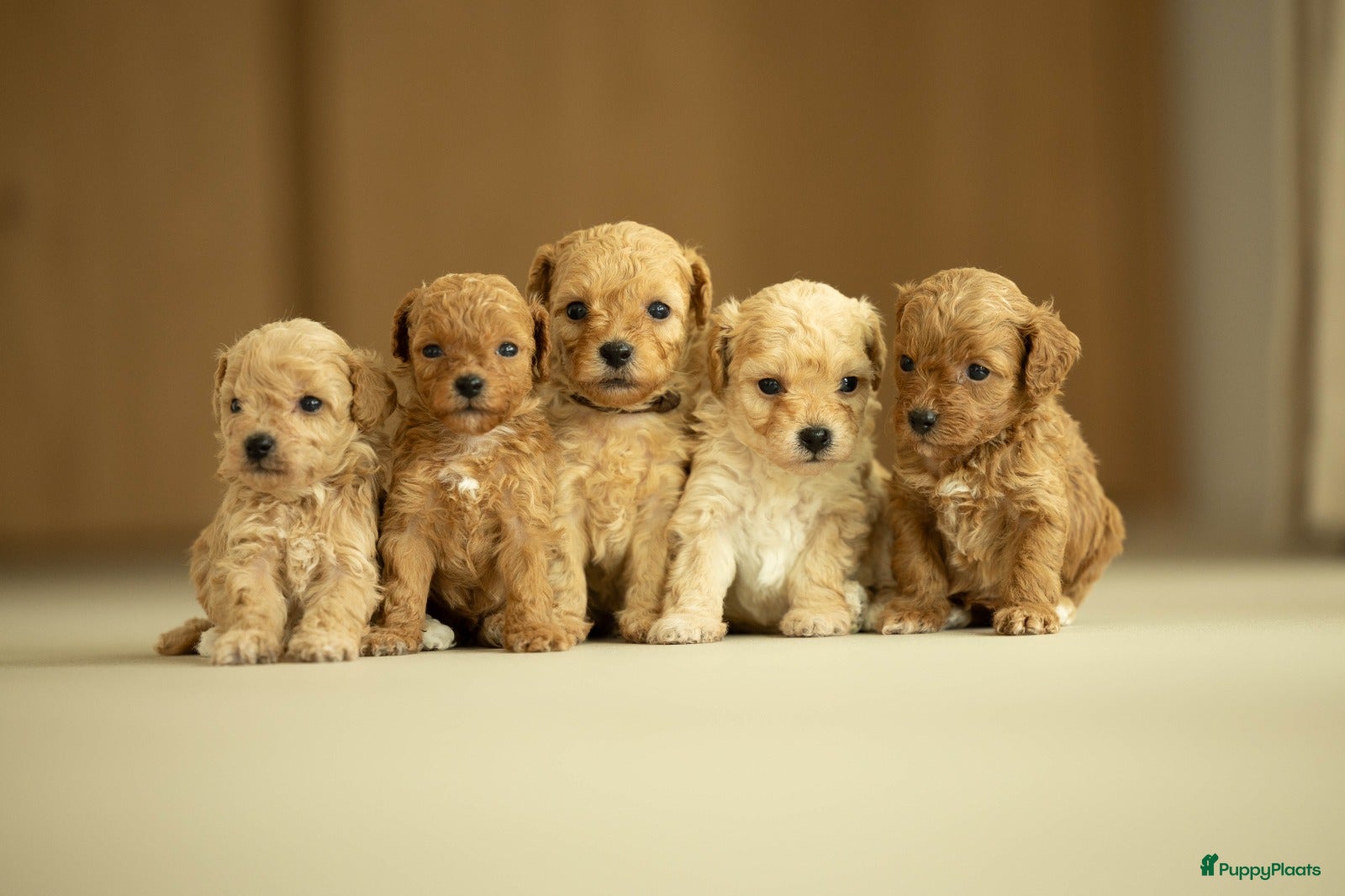 Kruising honden Prachtige doodle/maltipoo pups - Advertentie 1