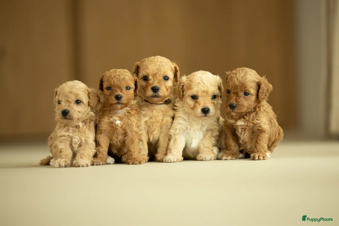 Kruising honden te koop: Prachtige doodle/maltipoo pups in Veenendaal - Advertentie 1