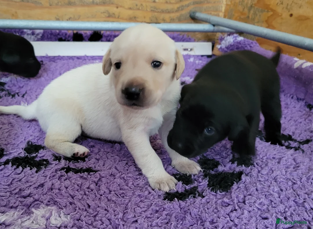 Labrador Retriever honden te koop: STAMBOOM FIELDTRIAL LABRADOR PUPS - Advertentie 17