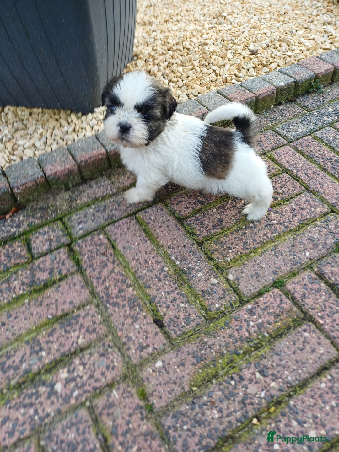 Shih Tzu honden te koop: leuke lieve ras zuiver shih tzu pups - Advertentie 13