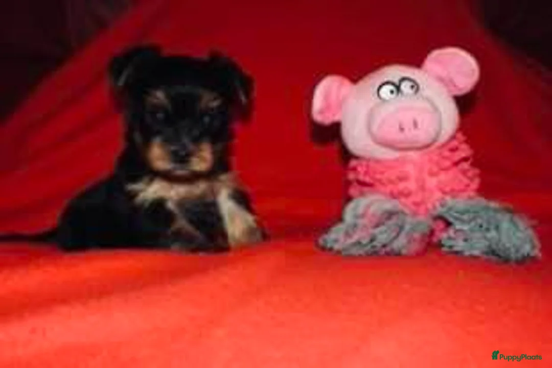 Yorkshire Terriër honden te koop: Yorkshire terrier pups - Advertentie 3