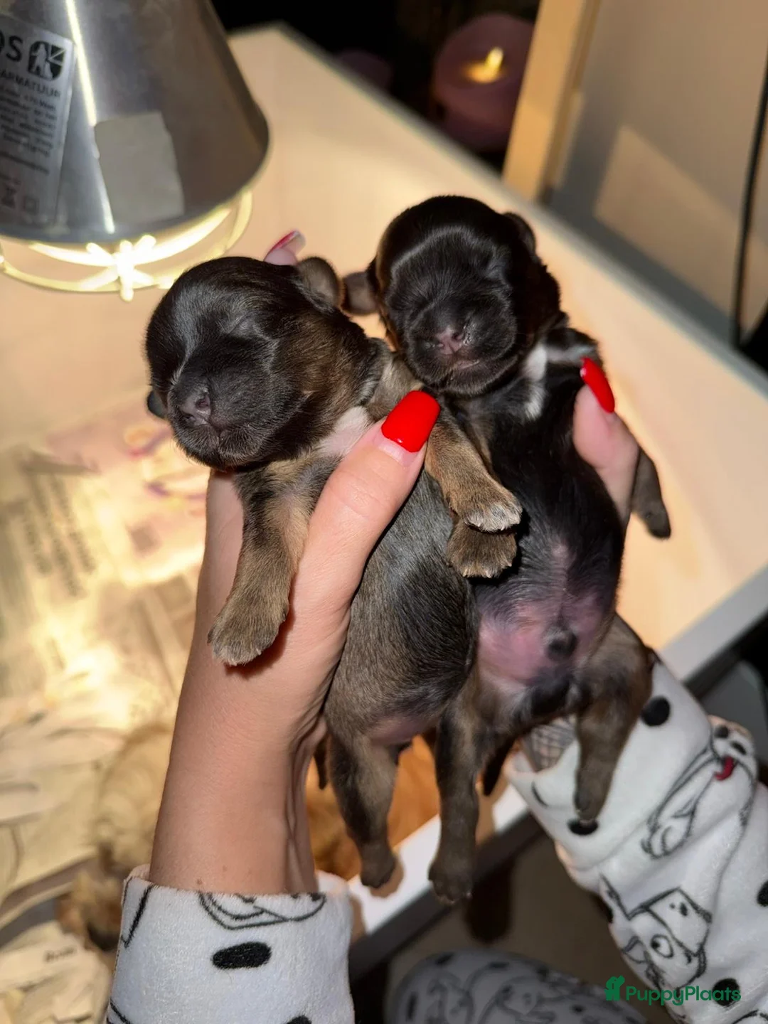 Havanezer honden te koop: Havanezer pup - Advertentie 12