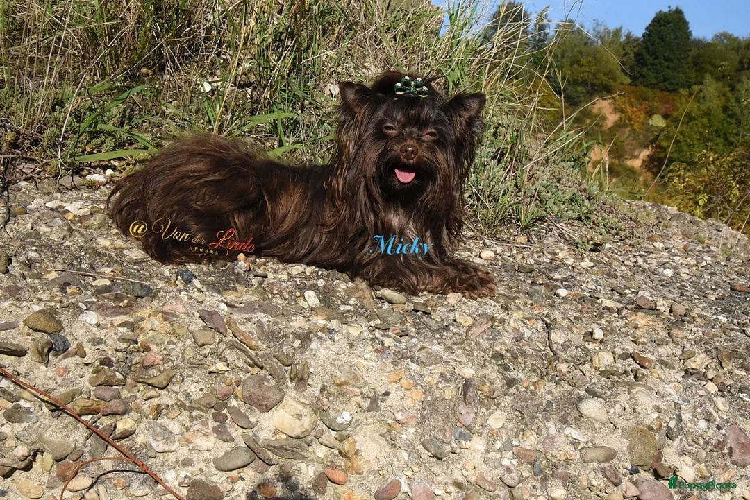 Yorkshire Terriër honden te koop: Yorkshire Terrier puppy’s te koop - Advertentie 5