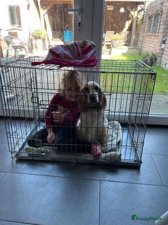 Engelse Cocker Spaniel honden Verwacht Engelse Cocker Spaniel puppies - Advertentie 2