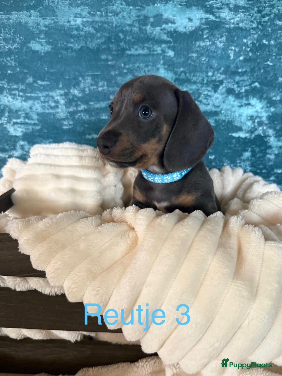 Teckel (korthaar)  honden Laatste 2 teckelmannetjes mogen verhuizen - Advertentie 2