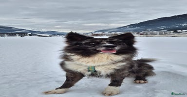 Kruising honden Prachtige kruising pups - Advertentie 4