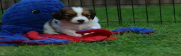 Kooikerhondje honden te koop: Raszuivere Kooikerpup reu. - Advertentie 13