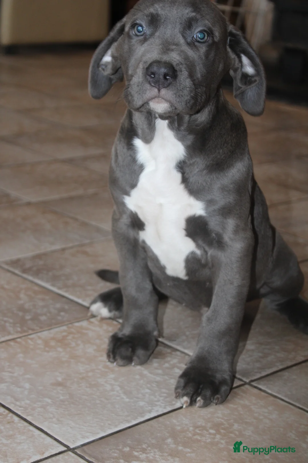 Amerikaanse Bully honden te koop: American Bully Pups ABKC stamboom België  - Advertentie 3