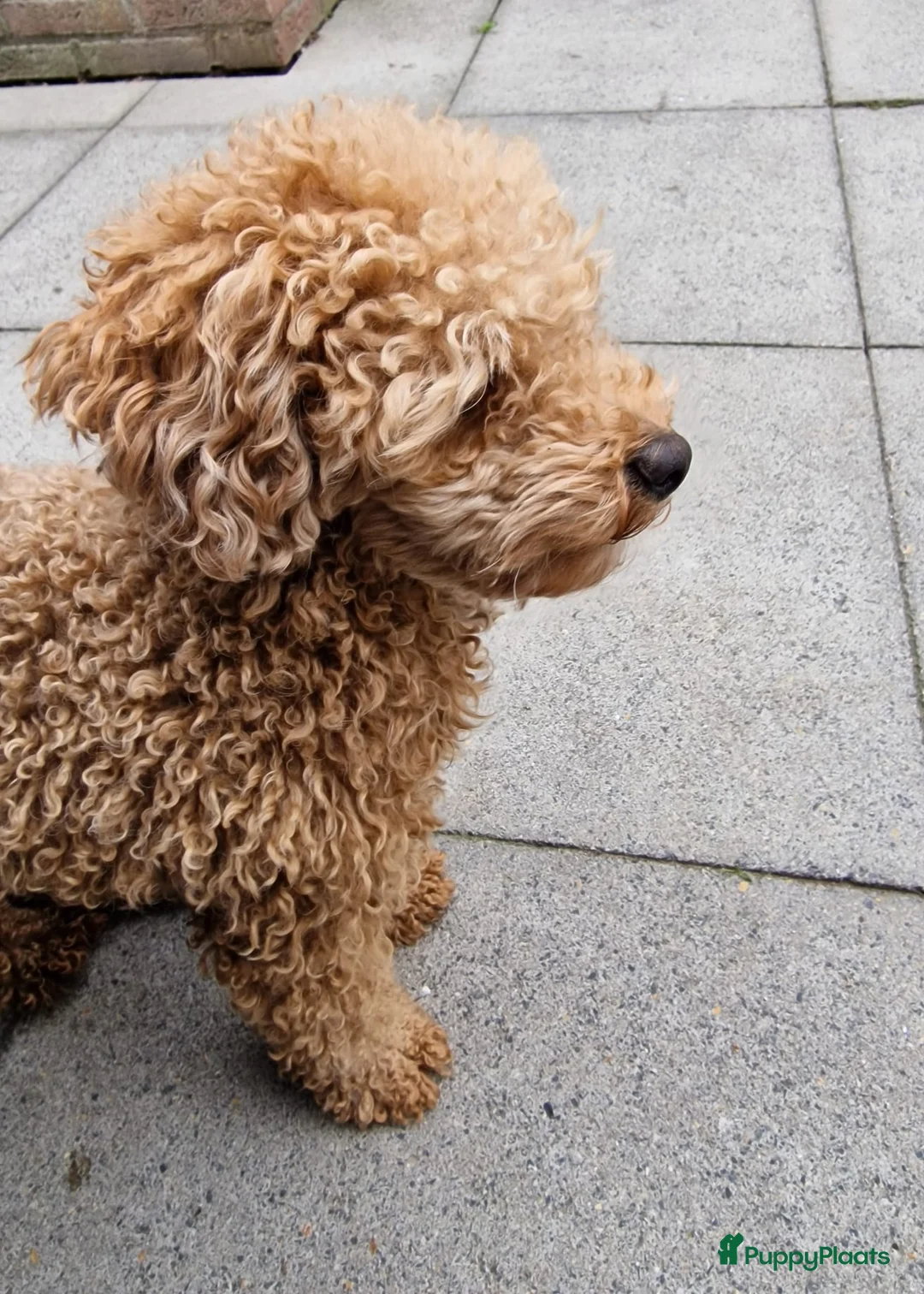 Poedel Toy honden ter dekking: Dekreu beschikbaar: Toy Poedel met FCI stamboom  - Advertentie 5