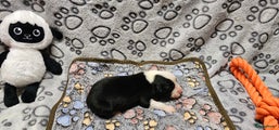 Border Collie Puppy 4