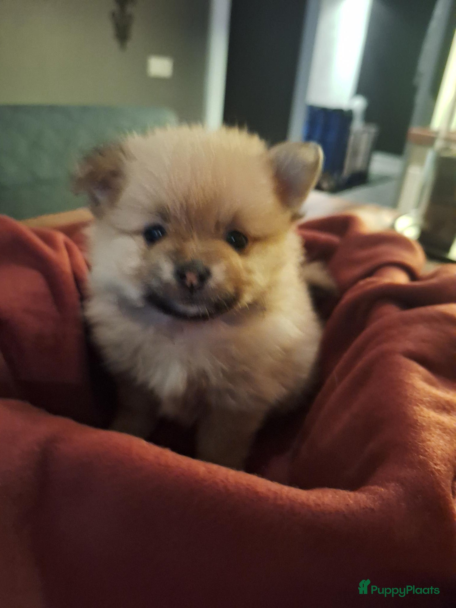 Pomeriaan honden Mooie pomeriaan  - Advertentie 2