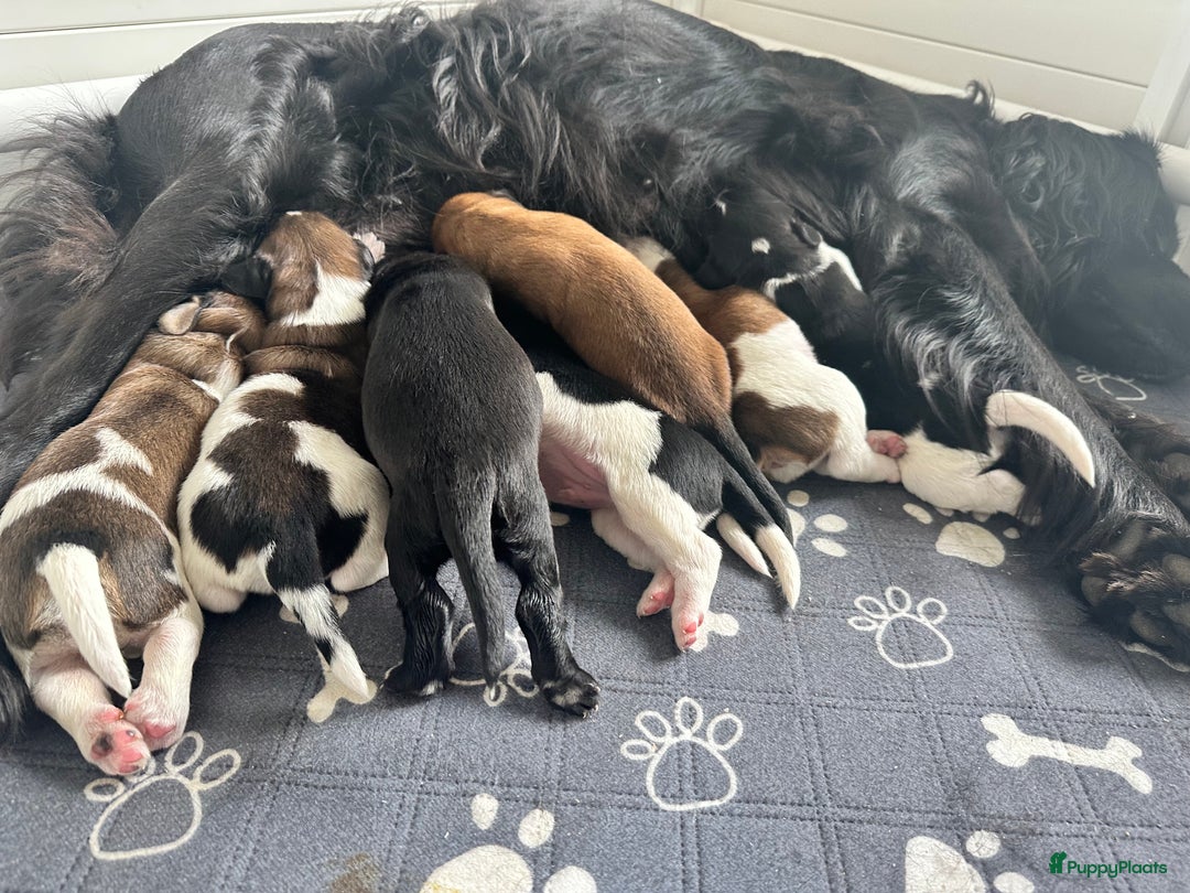 Kruising honden te koop: Nog 2 knuffelbare kruising puppy’s beschikbaar  - Afbeelding 11