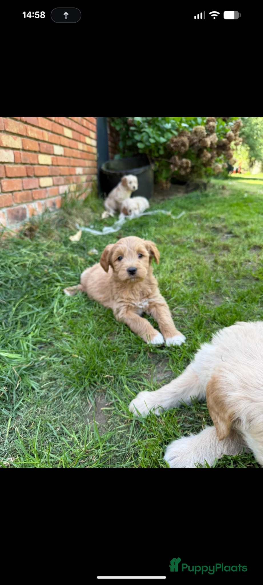 Goldendoodle honden Goldendoodle pups  - Advertentie 1
