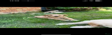 Goldendoodle Puppy 8