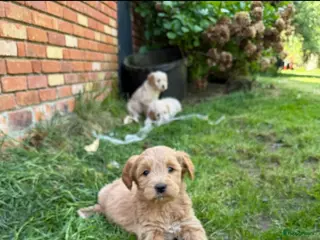 Goldendoodle honden Goldendoodle pups - Advertentie 2