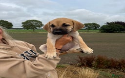 Boerboel honden te koop: 4 lieve boerboel + turkse kangal pups te koop - Afbeelding 1