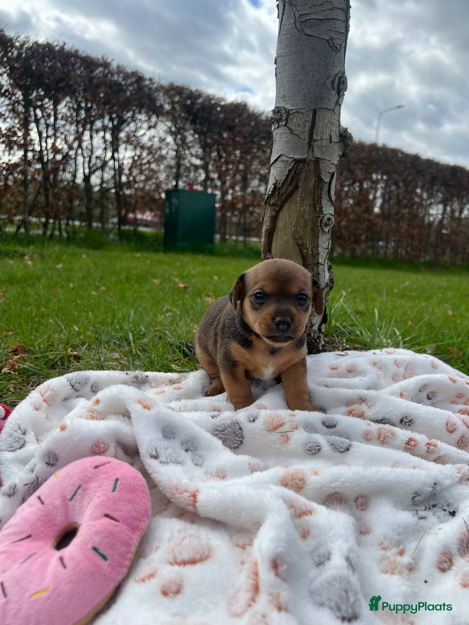 Jack Russel Terriër honden Prachtige Jack Russel pups te koop - Advertentie 1