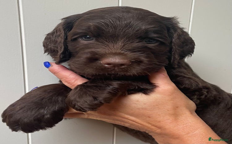 Labradoodle honden - Advertentie 1