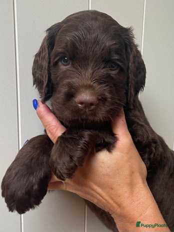 Labradoodle honden - Advertentie 2