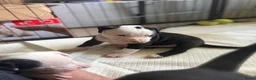 American Staffordshire Terriër honden te koop: 🐶🐾Amerikaanse Staffordshire Terrier🐾🐶 - Advertentie 4