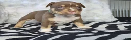 Amerikaanse Bully honden te koop: amerikaanse pocket bully's - Advertentie 7
