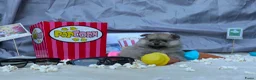 Pomeriaan honden te koop: Mooie pomeranian/ dwergkees pups met fci stamboom - Advertentie 8