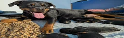 Rottweiler honden te koop: Prachtige Rottweilerpups  - Advertentie 3