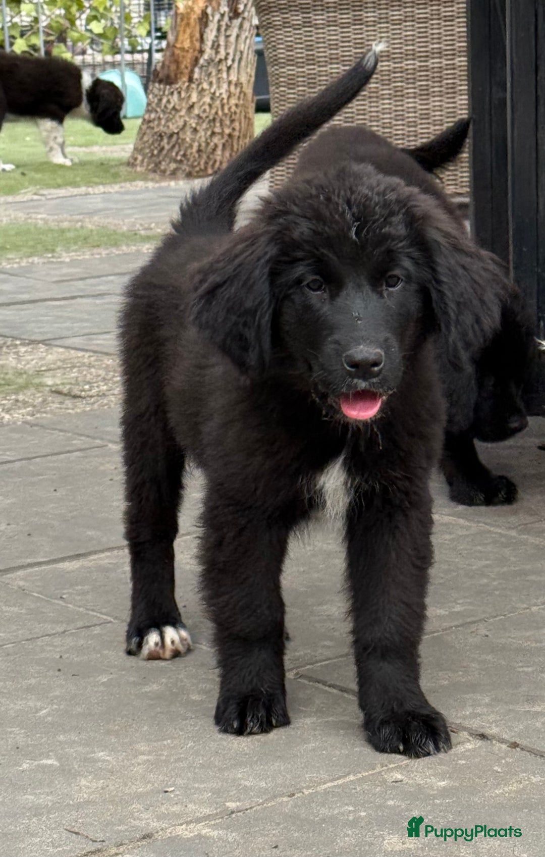Kruising honden te koop: Newfoundlander Kruising pups  - Afbeelding 11