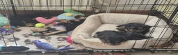 Kruising honden te koop: Prachtige Griffonshires - Advertentie 6