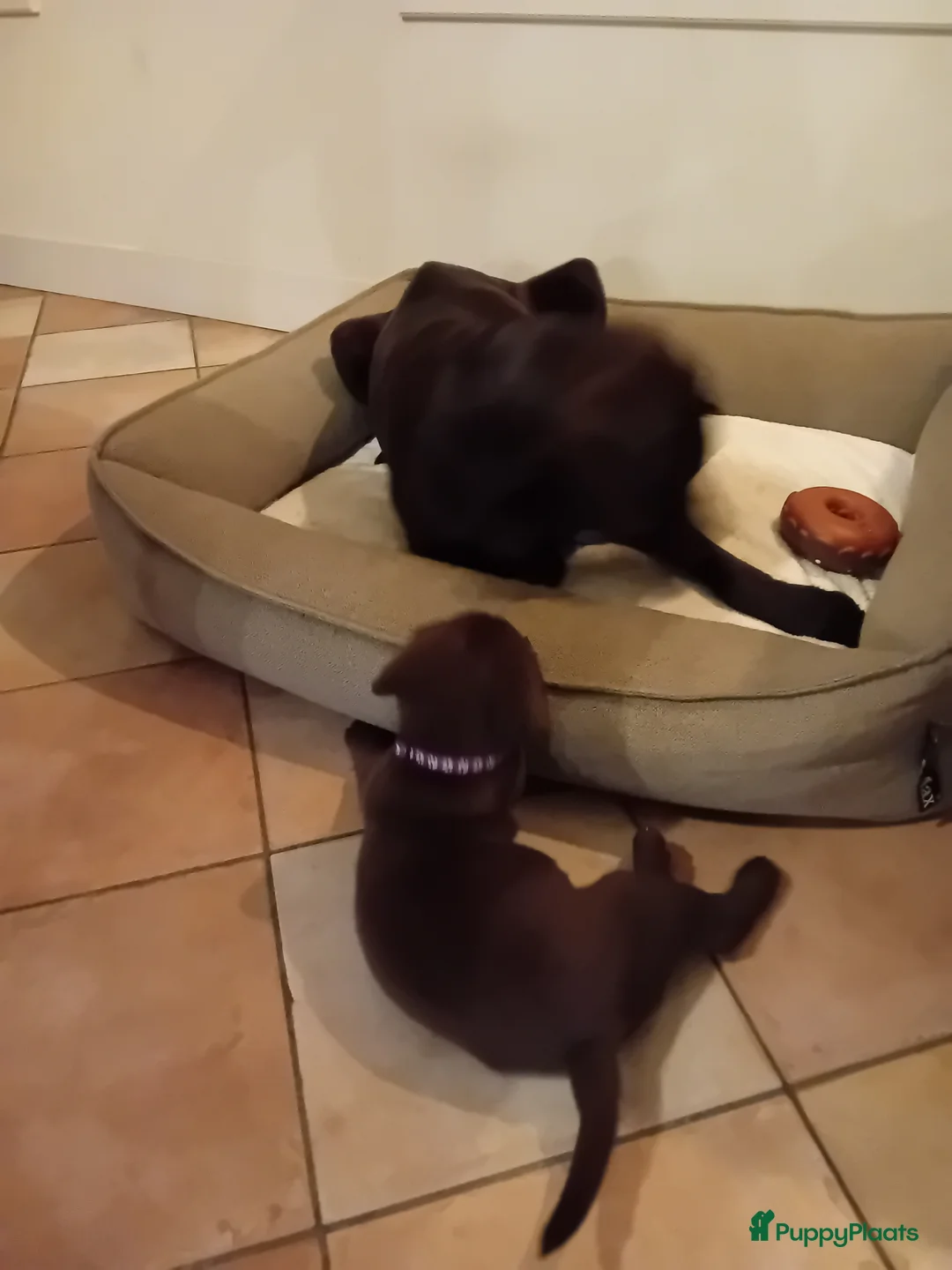 Labrador Retriever honden te koop: Prachtige chocoladebruine Labrador pup (reu) - Advertentie 5