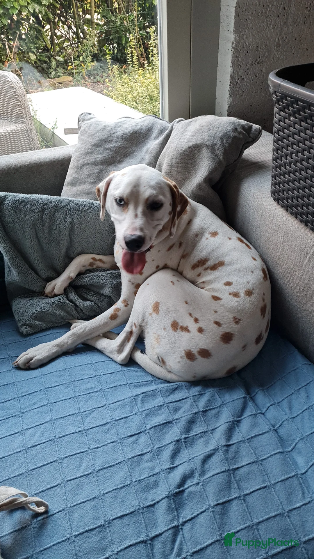 Kruising honden te koop: Aankondiging nestje Dalmador - Advertentie 8