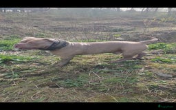 Amerikaanse Bully honden ter dekking: American bully ter dekking aangeboden - Advertentie 3