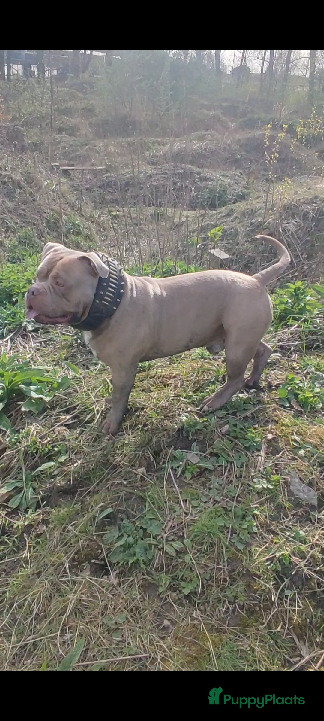 Amerikaanse Bully honden ter dekking: American bully ter dekking aangeboden - Advertentie 3