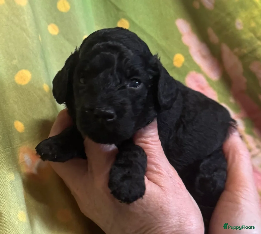 Australian Labradoodle honden te koop: Te koop mini Australian LAbradoodles - Advertentie 13