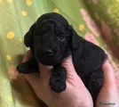 Australian Labradoodle Puppy 7