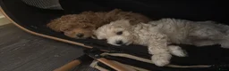 Maltipoo honden te koop: Maltipoo pups  - Advertentie 5