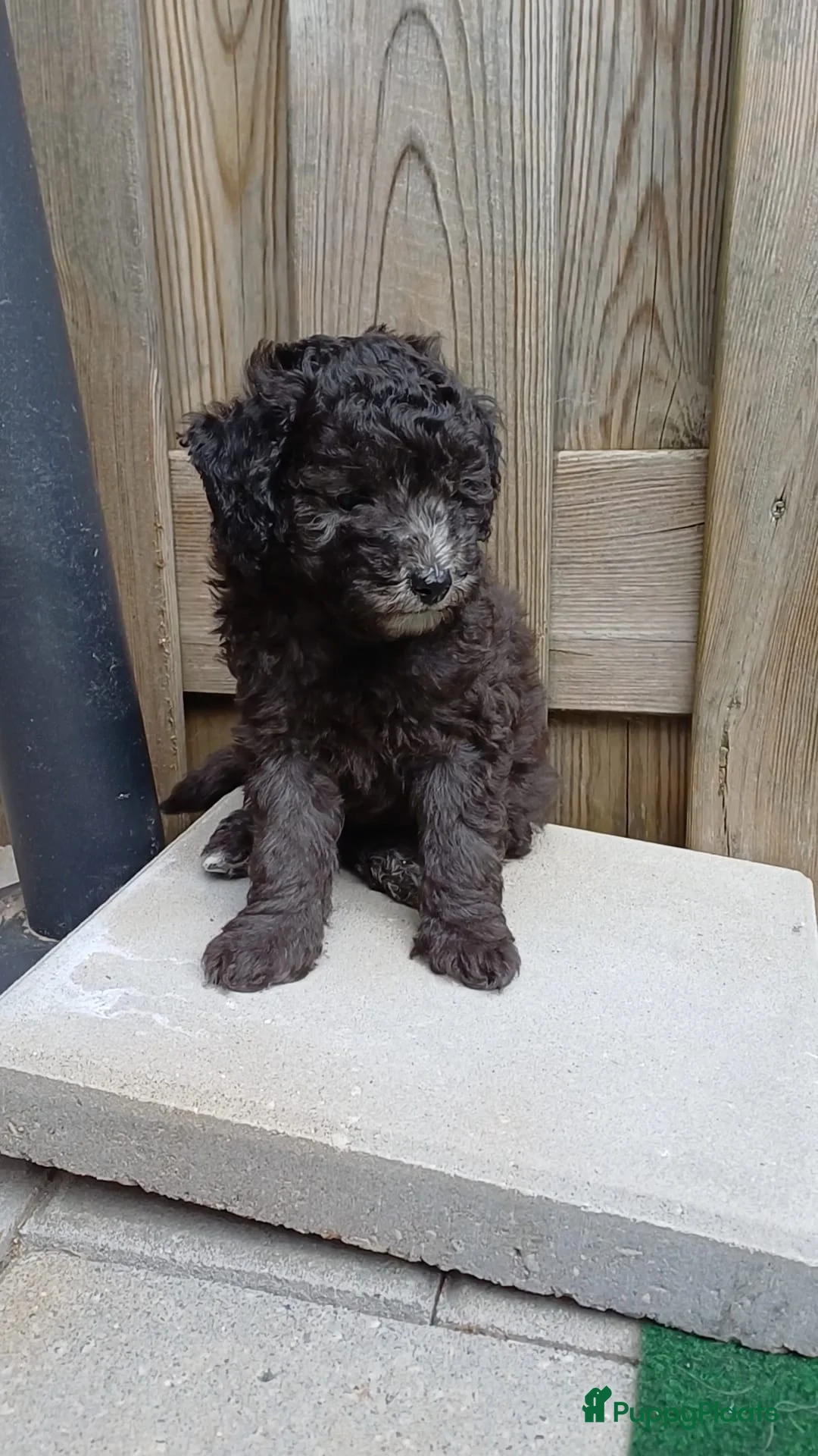 Kruising honden te koop: Prachtige dwerg/toy poedel puppys - Advertentie 1