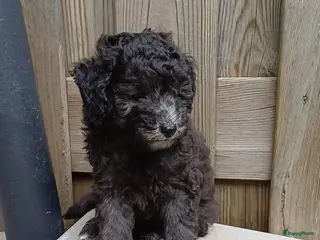 Kruising honden Prachtige dwerg/toy poedel puppys - Advertentie 2