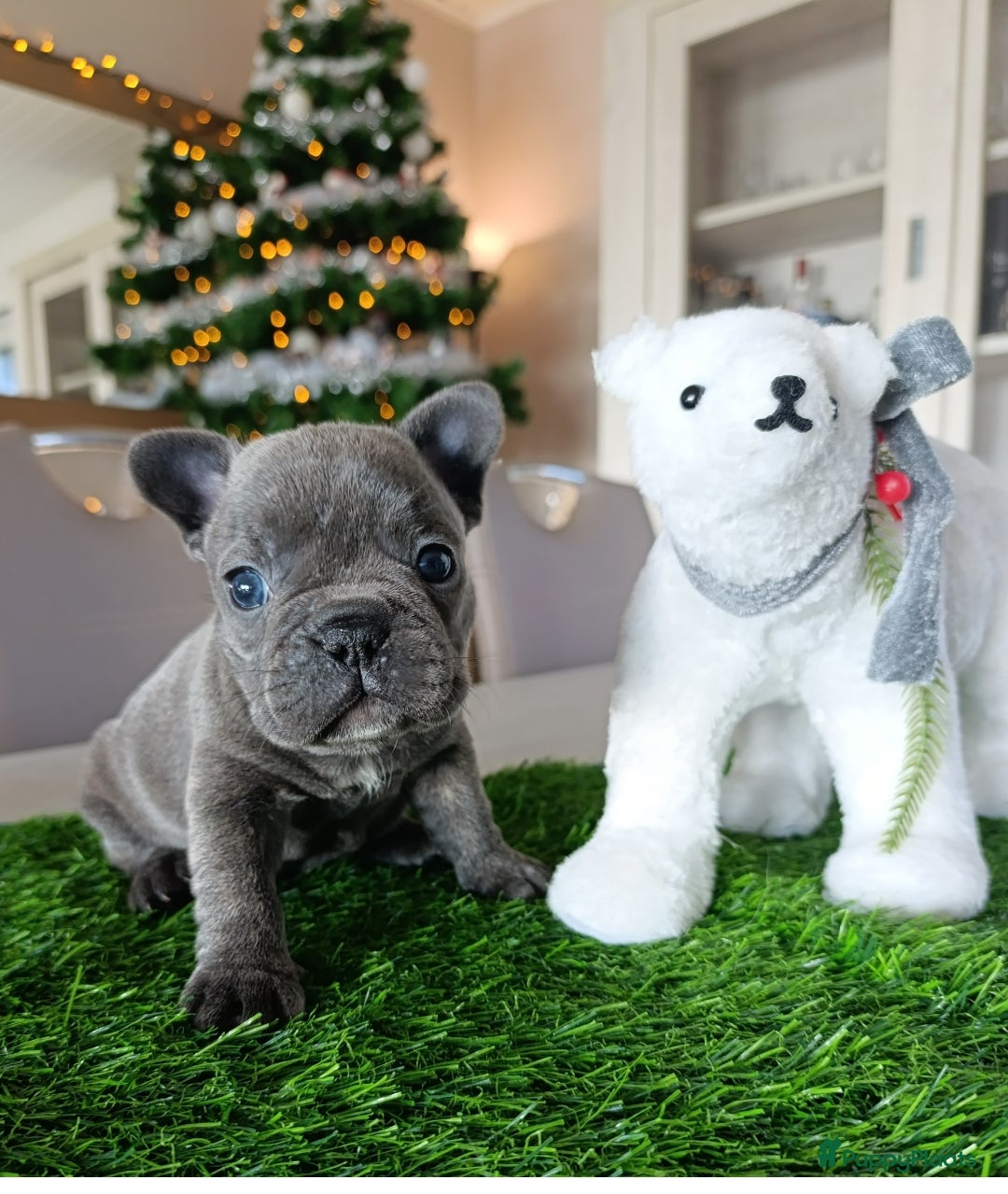 Franse Bulldog honden te koop: Franse bulldog pups België  - Advertentie 7