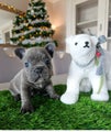 Franse Bulldog Puppy 4