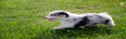 Border Collie honden te koop: Border collie geboren op boerderij (BE) - Advertentie 4