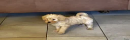 Labradoodle honden te koop: Labradoodle pups Medium - Advertentie 4