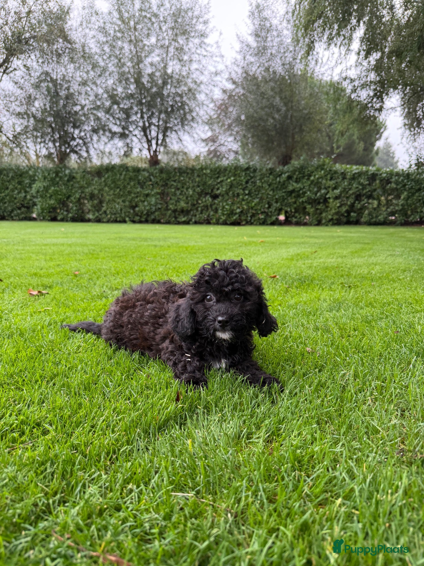 Kruising honden Boomer x Poedel (Boompoo) pups - Advertentie 1