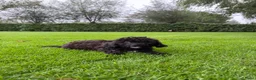Kruising honden te koop: Boomer x Poedel (Boompoo) pups - Advertentie 1
